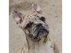 French Bulldog Puppy for sale in Birch Run, MI, USA