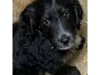 Aussiedoodle Puppy for sale in Virginia, IL, USA