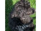 Aussiedoodle Puppy for sale in Virginia, IL, USA