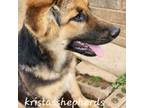 German Shepherd Dog Puppy for sale in Morrilton, AR, USA