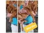 American Bull Dogue De Bordeaux Puppy for sale in Troy, NC, USA