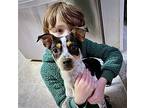 Luna (va), Rat Terrier For Adoption In Virginia Beach, Virginia