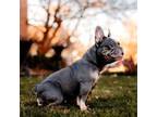 French Bulldog Puppy for sale in Blue Springs, MO, USA