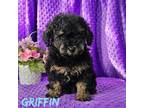 AKC Griffin