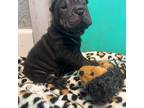 Chinese Shar-Pei Puppy for sale in Merritt Island, FL, USA