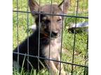 King Shepherd Puppy for sale in Mineral Point, MO, USA