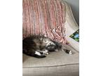 Adopt Sadie a Gray, Blue or Silver Tabby Domestic Shorthair / Mixed (short coat)