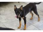 Adopt Orayvi a Shepherd (Unknown Type) / Australian Cattle Dog / Mixed dog in