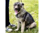 King Shepherd Puppy for sale in Mineral Point, MO, USA