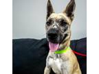 Adopt Dori a Tan/Yellow/Fawn German Shepherd Dog / Mixed dog in Galveston