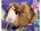 Adopt Mardi a Brown or Chocolate Guinea Pig (short coat) small animal in