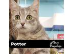 Adopt Potter a Calico or Dilute Calico Calico (short coat) cat in Dallas