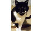 Adopt Jay a Black & White or Tuxedo Domestic Shorthair (short coat) cat in