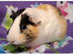 Adopt Jumbalaya a Calico Guinea Pig (short coat) small animal in Highland