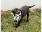Adopt Jason a Black - with White Labrador Retriever / Mixed dog in Newcastle