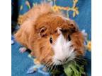 Adopt Storm a Tan or Beige Guinea Pig (short coat) small animal in Highland