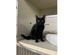 Adopt Mystery a All Black Domestic Shorthair (short coat) cat in Byron Center