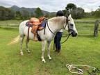 Stunning Welsh X TB Grey Mare