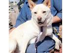 Adopt Jack Frosty JuM a White - with Tan, Yellow or Fawn Shiba Inu / Chow Chow /