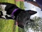 Adopt Ace a Black - with White Shepherd (Unknown Type) / Cattle Dog dog in