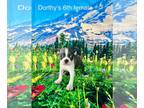 Boston Terrier PUPPY FOR SALE ADN-744526 - Boston Terrier Puppies Dorthys Litter