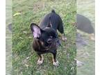 French Bulldog PUPPY FOR SALE ADN-744750 - Frenchie Black Tri Female Never Bred