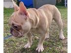 French Bulldog PUPPY FOR SALE ADN-744795 - Frenchie lilac merle Male All
