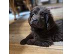 Newfoundland Puppy for sale in Salina, KS, USA