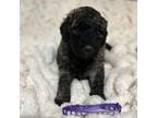 Goldendoodle Puppy for sale in Oklahoma City, OK, USA