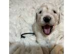 Goldendoodle Puppy for sale in Oklahoma City, OK, USA