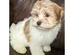 Havanese Puppy for sale in Lebanon, MO, USA