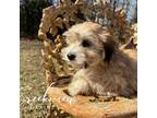 Havachon Puppy for sale in Niangua, MO, USA