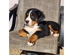 Bernese Mountain Dog Puppy for sale in Whitewood, SD, USA