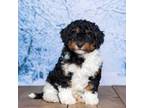 Mutt Puppy for sale in Edon, OH, USA