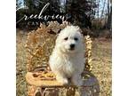 Havachon Puppy for sale in Niangua, MO, USA