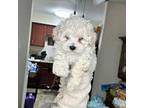 Maltipoo Puppy for sale in Front Royal, VA, USA