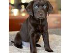 Chocolate Lab Puppy