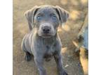 Labrador Retriever Puppy