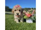 Goldendoodle Puppy for sale in Kissimmee, FL, USA