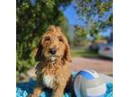 Goldendoodle Puppy for sale in Kissimmee, FL, USA