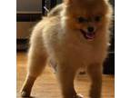 Pomeranian Puppy for sale in Olivia, MN, USA