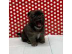Tiny Toy Black Longhair Puppy