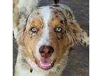 Miniature Australian Shepherd Puppy for sale in Del Valle, TX, USA