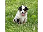Pembroke Welsh Corgi Puppy for sale in Paxton, IL, USA