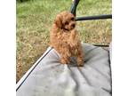 Poodle (Toy) Puppy for sale in Hammond, LA, USA