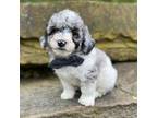 Poodle (Toy) Puppy for sale in Lisbon, OH, USA