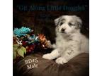 Australian Shepherd Puppy for sale in Blacksburg, VA, USA