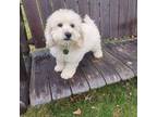 Goldendoodle Puppy for sale in Albion, MI, USA