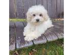 Mutt Puppy for sale in Albion, MI, USA