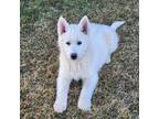 Siberian Husky Puppy for sale in Wellington, CO, USA